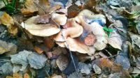 В лесах городского округа Серпухов продолжается грибной сезон