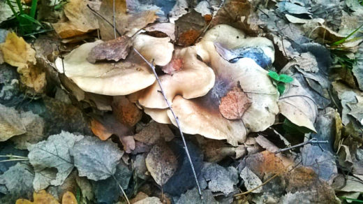 Несмотря на скорое приближение зимы в лесах еще можно найти съедобные грибы. Одна из причин этого – довольно теплая для этого сезона погода