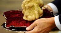 «Черное золото леса»: почему грибы трюфели дорого стоят