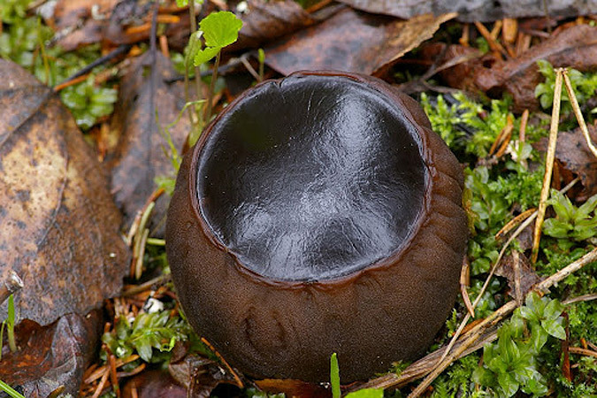 Латвийские ученые–натуралисты обнаружили в лесу под Алуксне шаровидную саркосому
