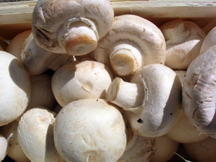 Армения развивает производство грибов