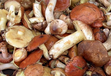 На Днепропетровщине зарегистрирован первый случай отравления грибами