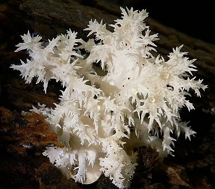 Гриб-коралл: Ежовик коралловидный (лат. Hericium coralloides)