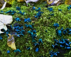 Казанец Владимир Демидов обнаружил на Голубых озерах под Казанью в районе купален экзотические ярко-голубые грибы