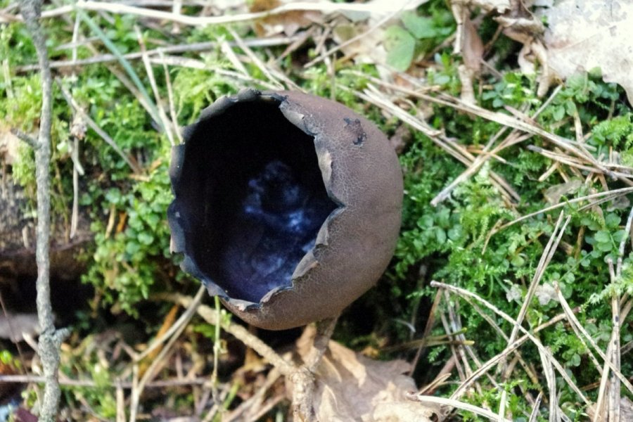 В региональном парке Нерис, в лесу Вяльнякампис в минувшие выходные был обнаружен редкий охраняемый гриб – урнула бокаловидная (Urnula craterium). 