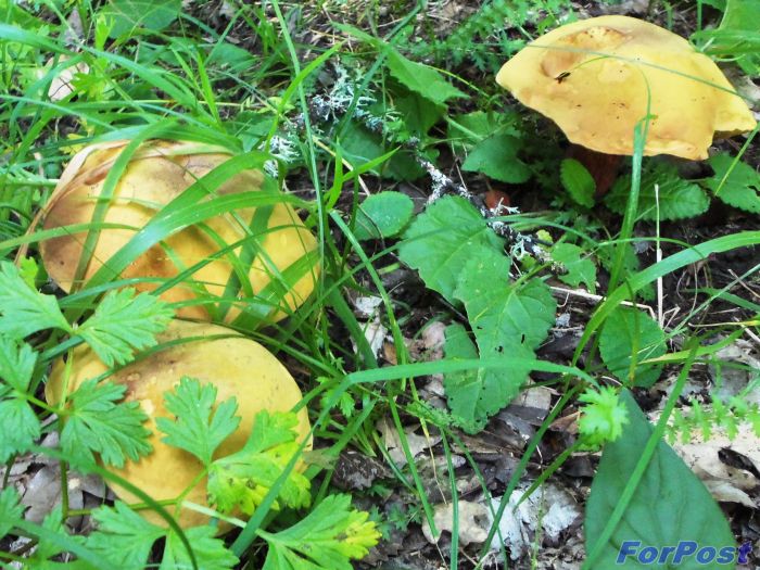 Сбор грибов в севастопольской зоне продолжается, несмотря на вернувшуюся после дождей жаркую погоду.