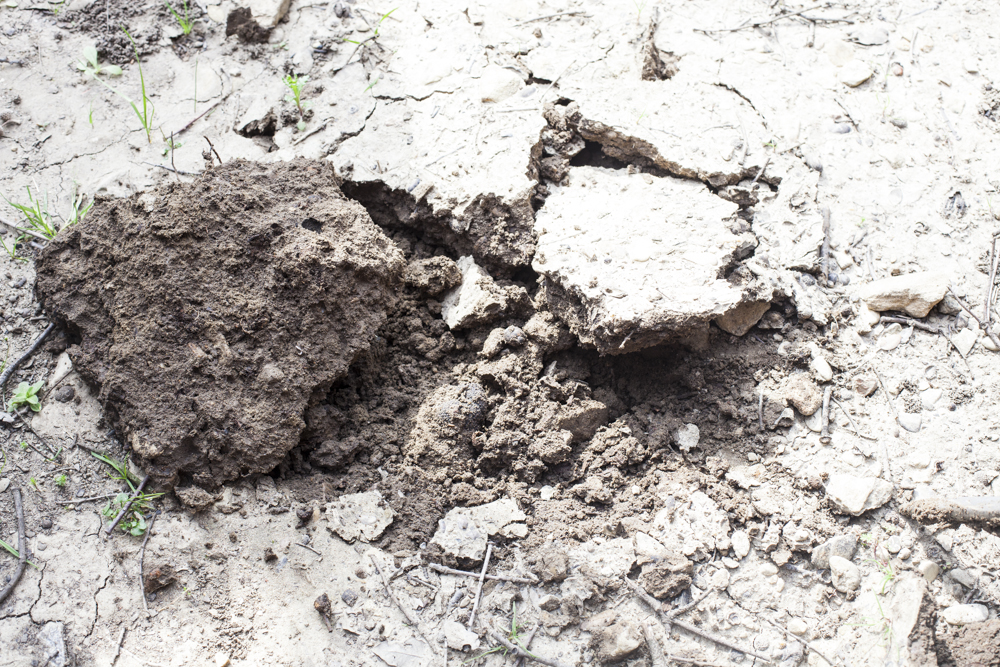 Почвы вокруг Риранша бедные и щелочные — идеально для трюфелей