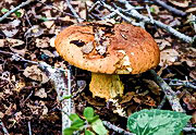 гриб семейства болетовых (родственник белого гриба), растущий в Галилее