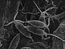 P. microspora является эндофитом - организмом, который может жить внутри или на поверхности тканей организмов-хозяев, не причиняя им вред