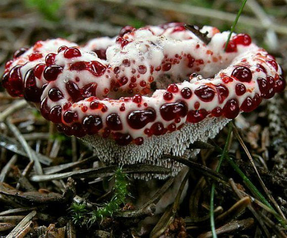 Кровоточащий гриб (Hydnellum peckii) - довольно оригинальный гриб, которым можно встретить на песчаных почвах в хвойном лесу