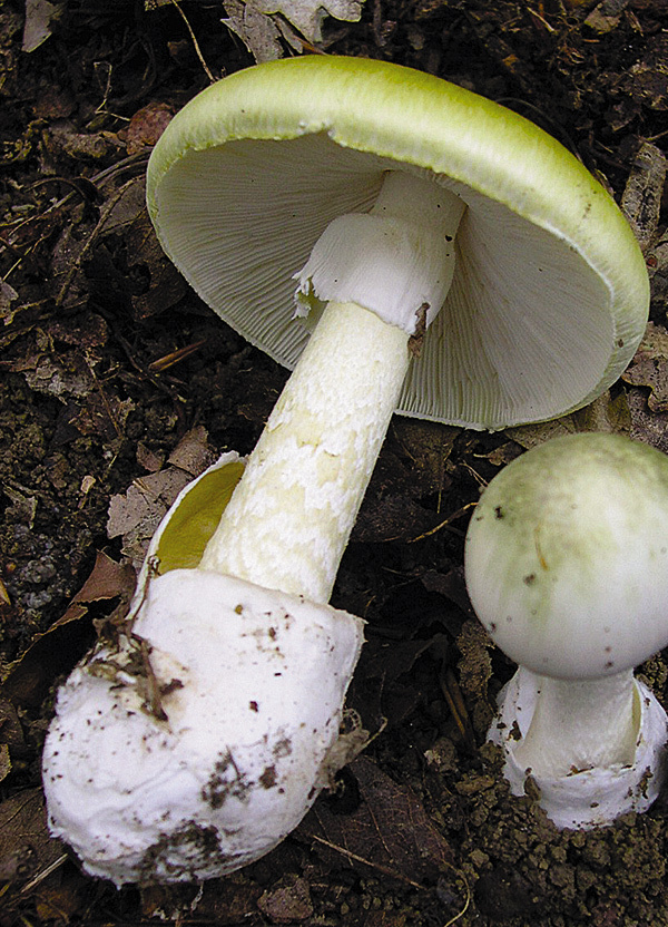 У мухоморов и бледных поганок ножка внизу в форме луковицы завернута в белую пленку, у съедобных грибов таких «украшений» нет