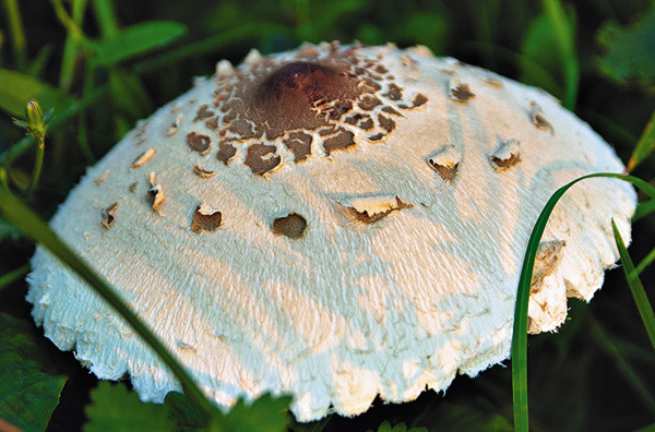 Гурманы считают зонтик одним из лучших грибов за приятный ореховый привкус, некоторые сравнивают «мясо» гриба с куриным, за что зонтик в народе и получил название кура