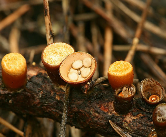 Птичье гнездо (Nidulariaceae) - гриб, относящийся к группе плесневых, своим названием гриб обязан необычному внешнему виду, напоминающему птичье гнездо с крошечными яичками