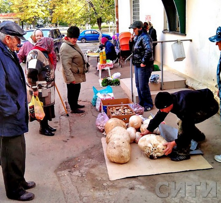 В Измаиле продают гигантские грибы весом 7 кг