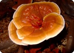 Китайские грибы помогают от рака и диабета