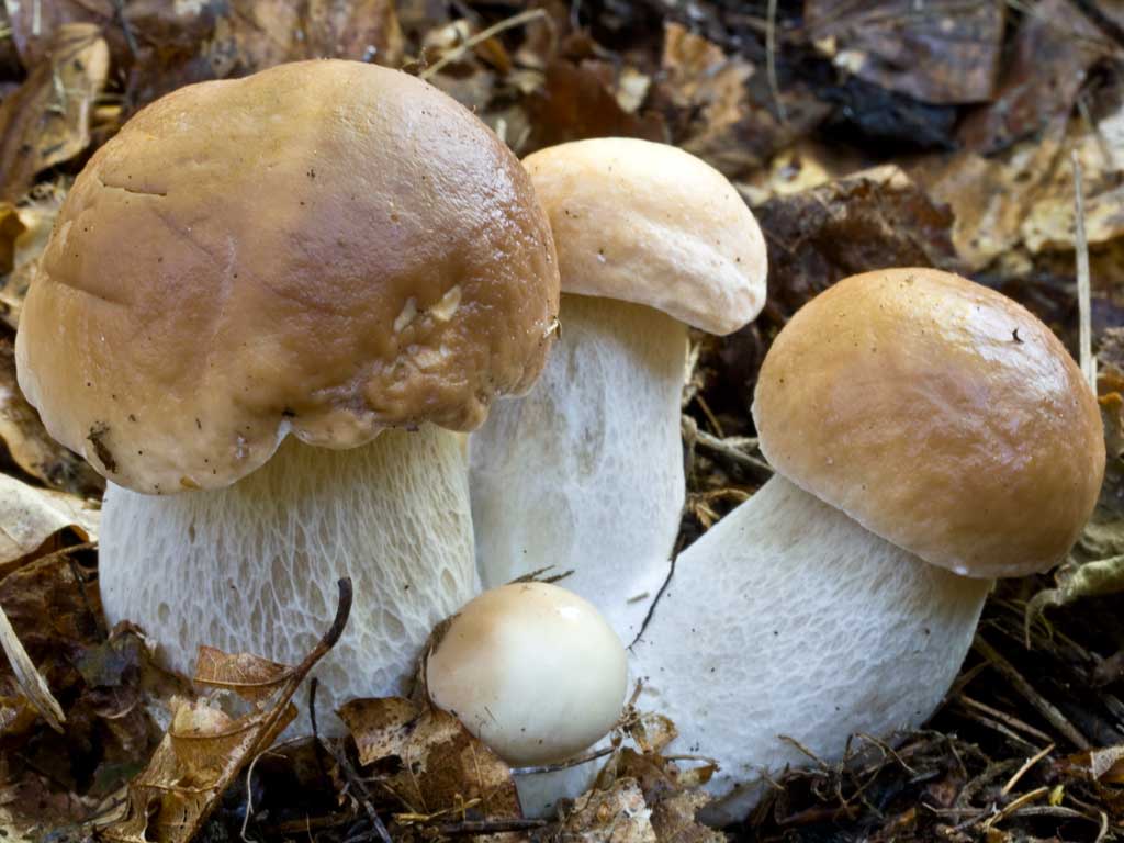 Приверженцы здорового питания и вегетарианцы наверняка скажут спасибо ученым из Университета Джона Хопкинса, которые доказали, что белые грибы могут стать полноценной альтернативой красному мясу.