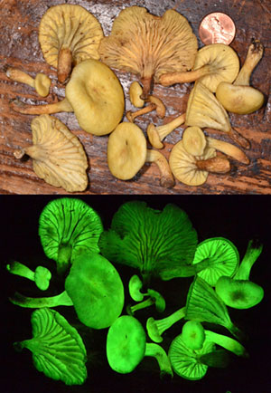 Светящиеся в темноте грибы