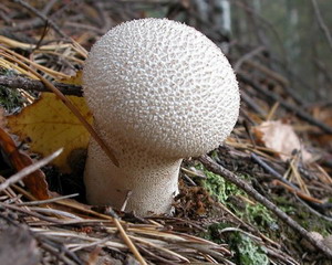 Дождевик – пылевой гриб, обладающий способностью больше всех прочих макромицетов впитывать из окружающей среды токсические вещества