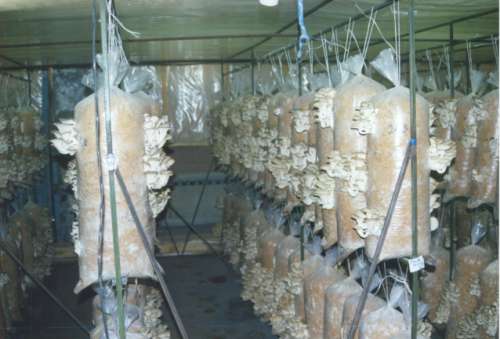 Житель Актобе оштрафован на 8 тысяч тенге за выращивание грибов 