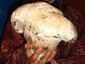 Чудо-гриб оказался размером больше человеческой головы. 