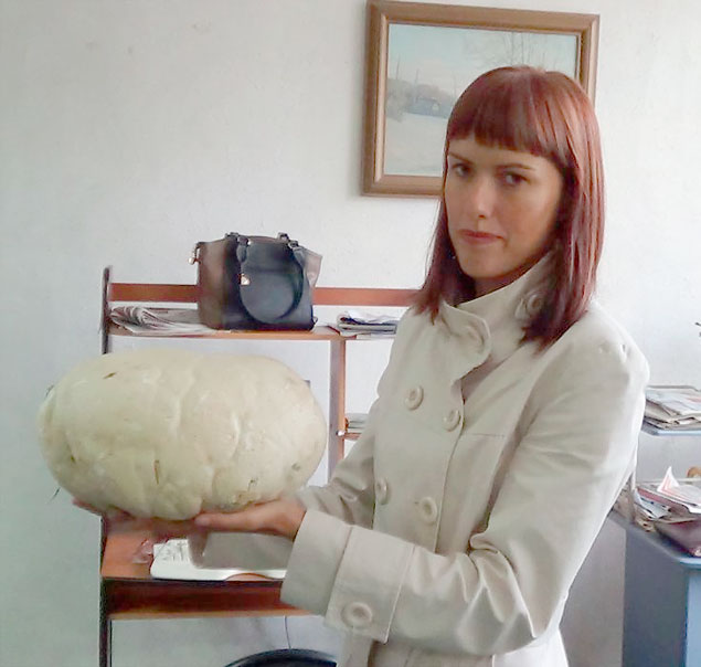 Этот дождевик-гигант не поместится, наверное, ни в одно нормальное грибное лукошко. Фото газеты "Новая Причулымка"