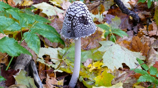 В Воронежской области впервые обнаружили гриб, помогающий победить похмелье