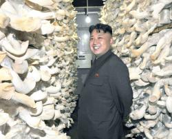 Северокорейский фермер изобрел способ, который позволяет выращивать грибницы общим весом 20 кг