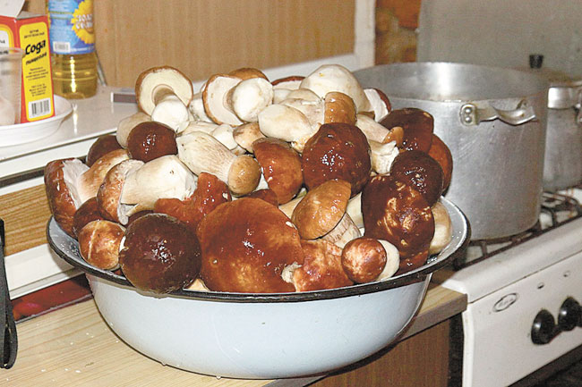Заготовка грибов