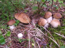 Белые грибы помогают бороться с лишним весом