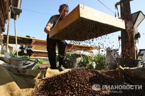 Ореховый бизнес пока далек от цивилизованного. Фото РИА Новости