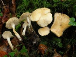 Испанские специалисты из Королевских ботанических садов Мадрида совместно со словенскими коллегами описали два новых вида грибов рода Hydnum (Гиднум)