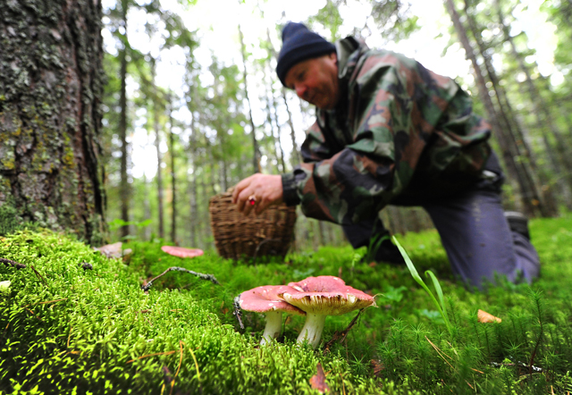 Бабье лето в ноябре: в Москве настал грибной сезон