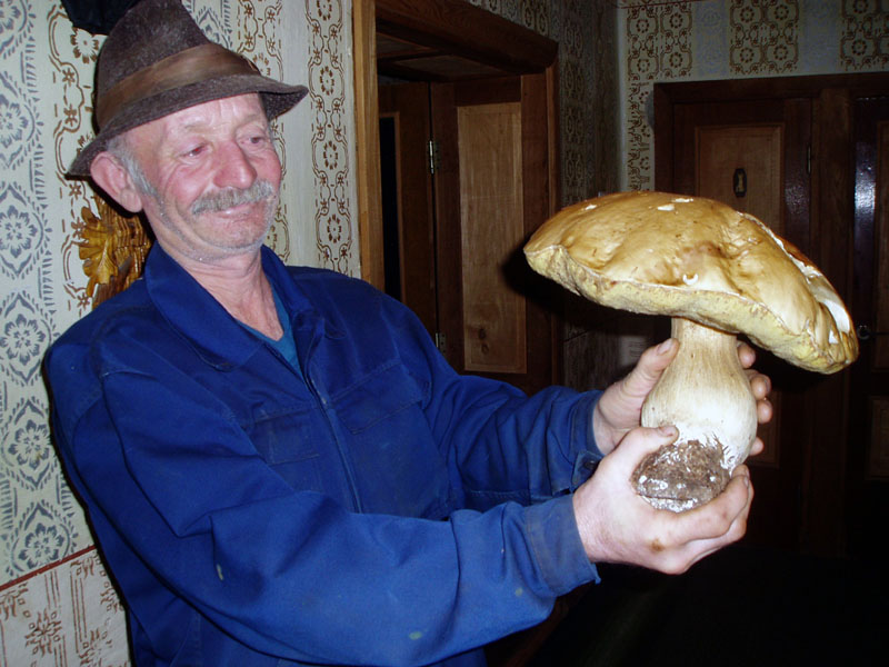  Житель Межгорского района, 58-летний Федор Тарахонич (на снимке), в эти ноябрьские дни, когда уже дали о себе знать первые заморозки и вот-вот выпадет снег, принес домой полную корзину первосортных белых грибов.