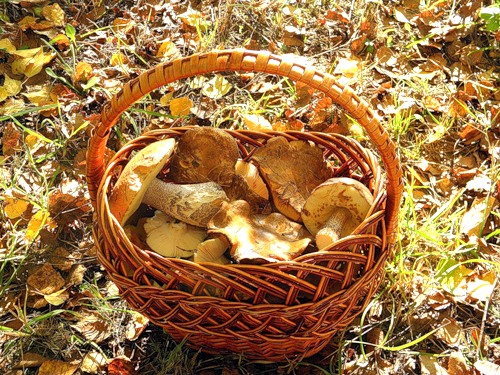 Осенняя корзинка с грибами
