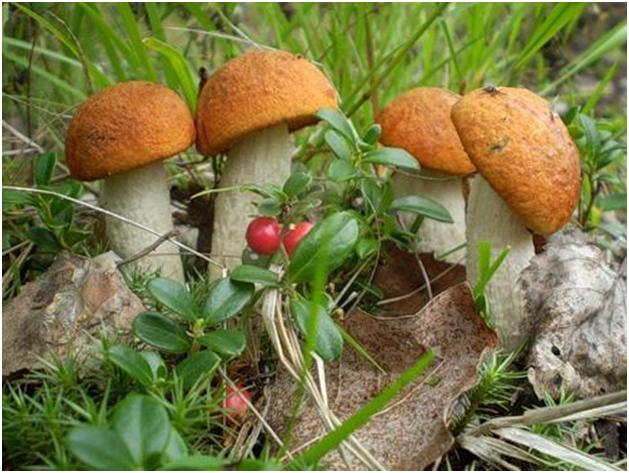 Главными в наших местах считаются боровики и другие родственные с ними грибы, именуемые белыми. За ними по вкусовым качествам идут подосиновики, подберезовики, опята, лисички, маслята...