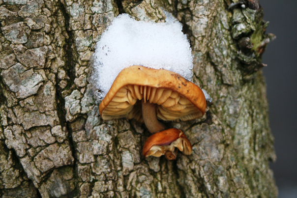 Надо признать, что зимой большого грибного разнообразия нет, да и «улов» бывает не такой щедрый, как в сезон, но не в этом же дело, самое главное, что ты собираешь грибы зимой