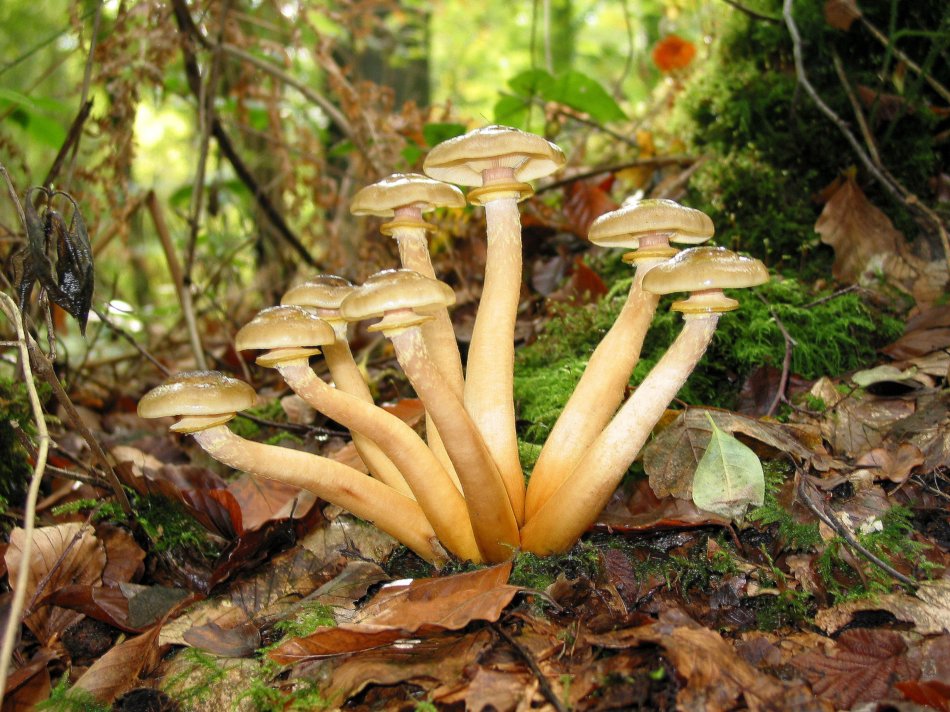Опята. Шляпка гриба диаметром в 3-10 сантиметров, а ножка очень длинная и часто достигает 15, а то и 20 сантиметров.