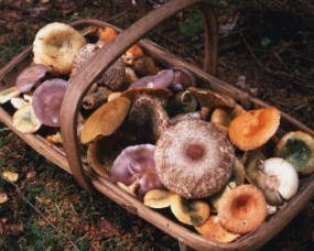 заготовка грибов