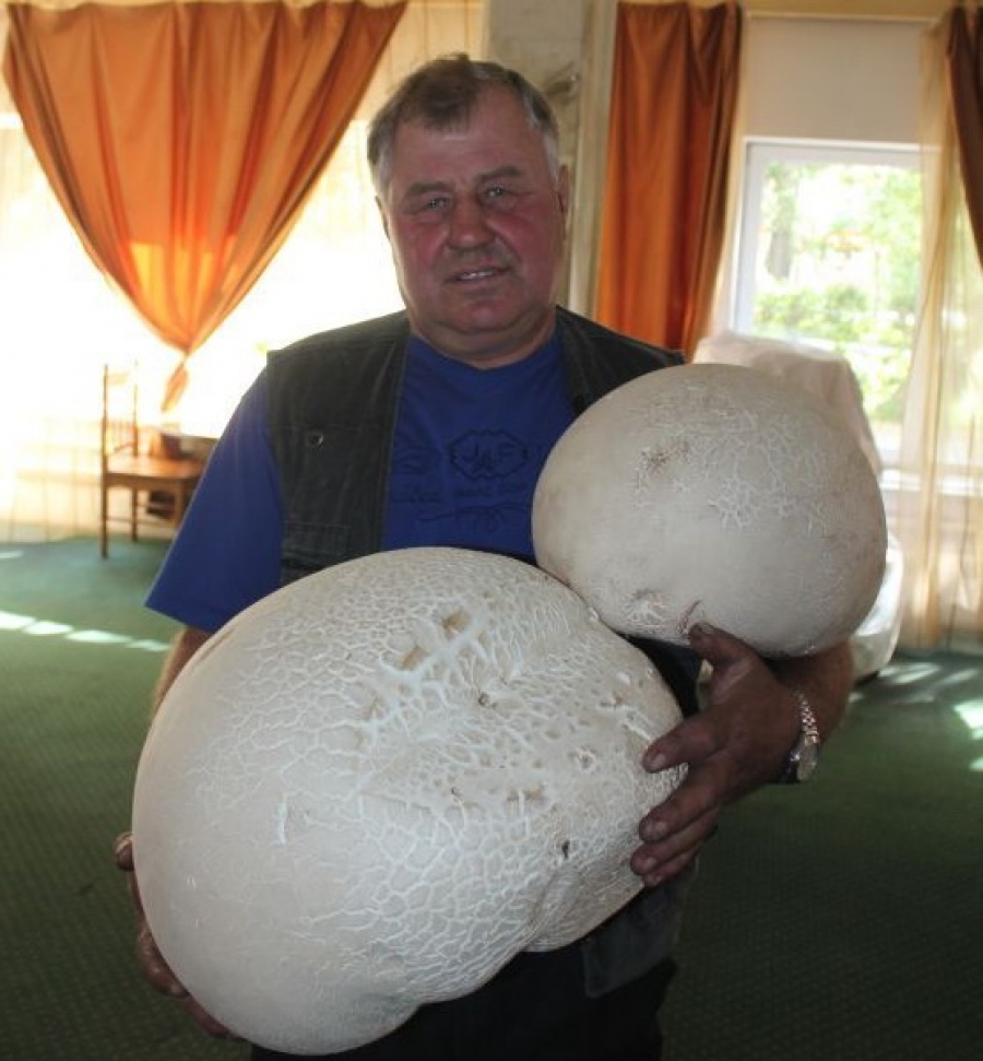 Водитель трактора из поселка Ключи Красноярского края нашел два больших гриба общим весом до 10 кг.