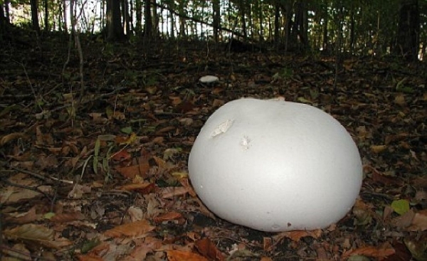 В Британии нашли гигантский гриб диаметром 70 см