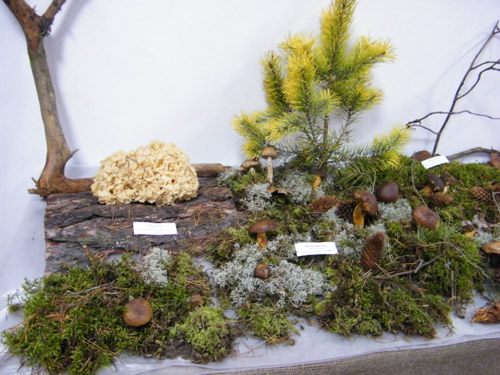 Краеведческий музей приглашает посетить уникальную выставку живых грибов