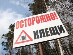 В Алтайском крае отмечается спад активности клещейа