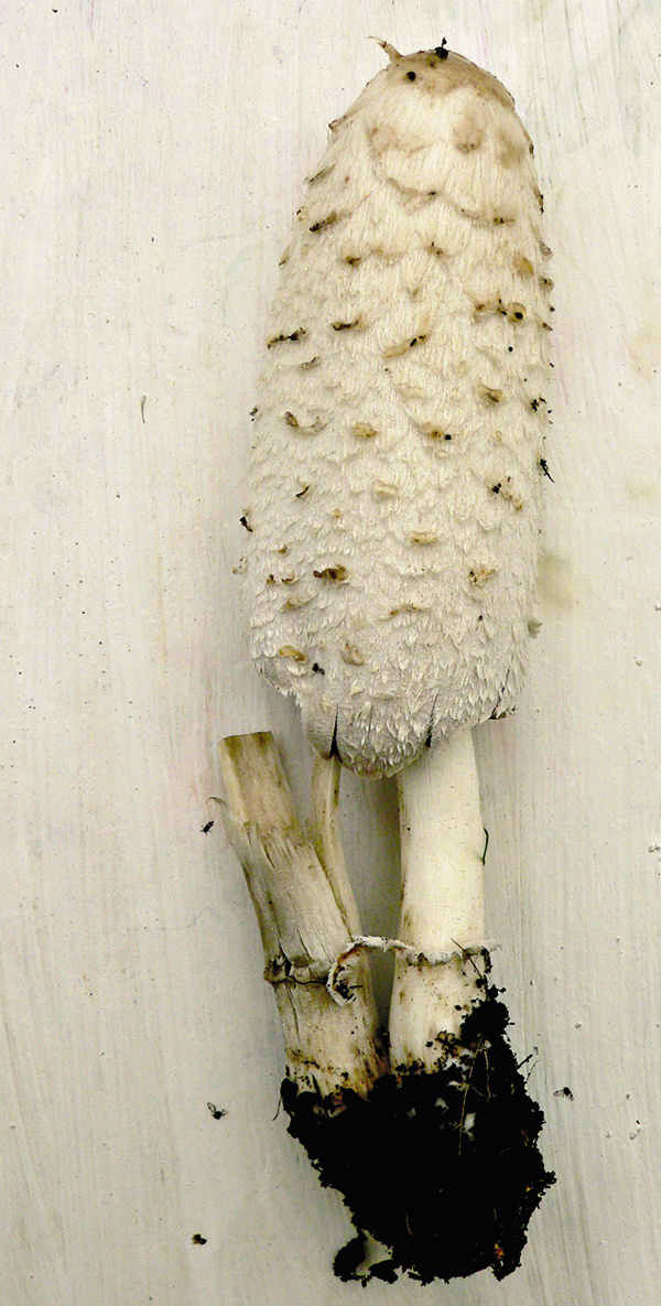 Шляпка навозника белого - гриба семейства шампиньоновых — длинный цилиндр от 6 до 15 см, немного раскрывается по мере роста
