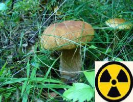 Из Чернобыльской зоны пытались вывезти 130 кг грибов