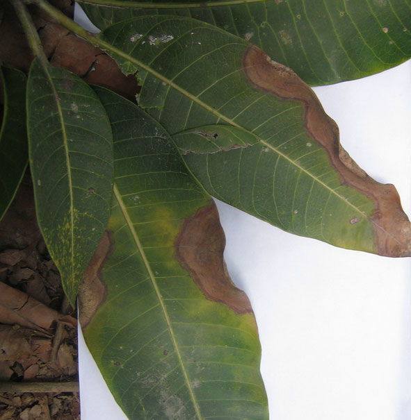 Pestalotiopsis на листьях