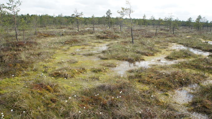 Одно из самых впечатляющих болот в Литве – Каманское – находится в северной части страны, в Акмянском районе, в государственном резервате под таким же названием.