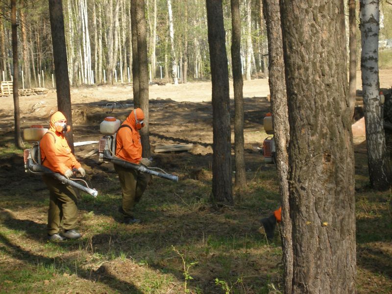 В Волгограде начинается обработка лесов от вредителей