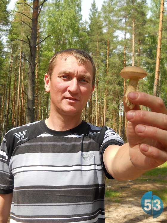 Обычно в июне первыми появляются сморчки, а подберёзовики в Новгородской области вырастают к концу лета или осенью.