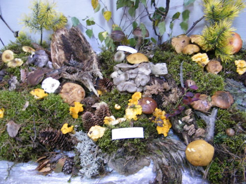 Краеведческий музей приглашает посетить уникальную выставку живых грибов