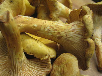 Гродненская область увеличит экспорт грибов в два раза